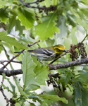 Black throated Green Warbler 6406